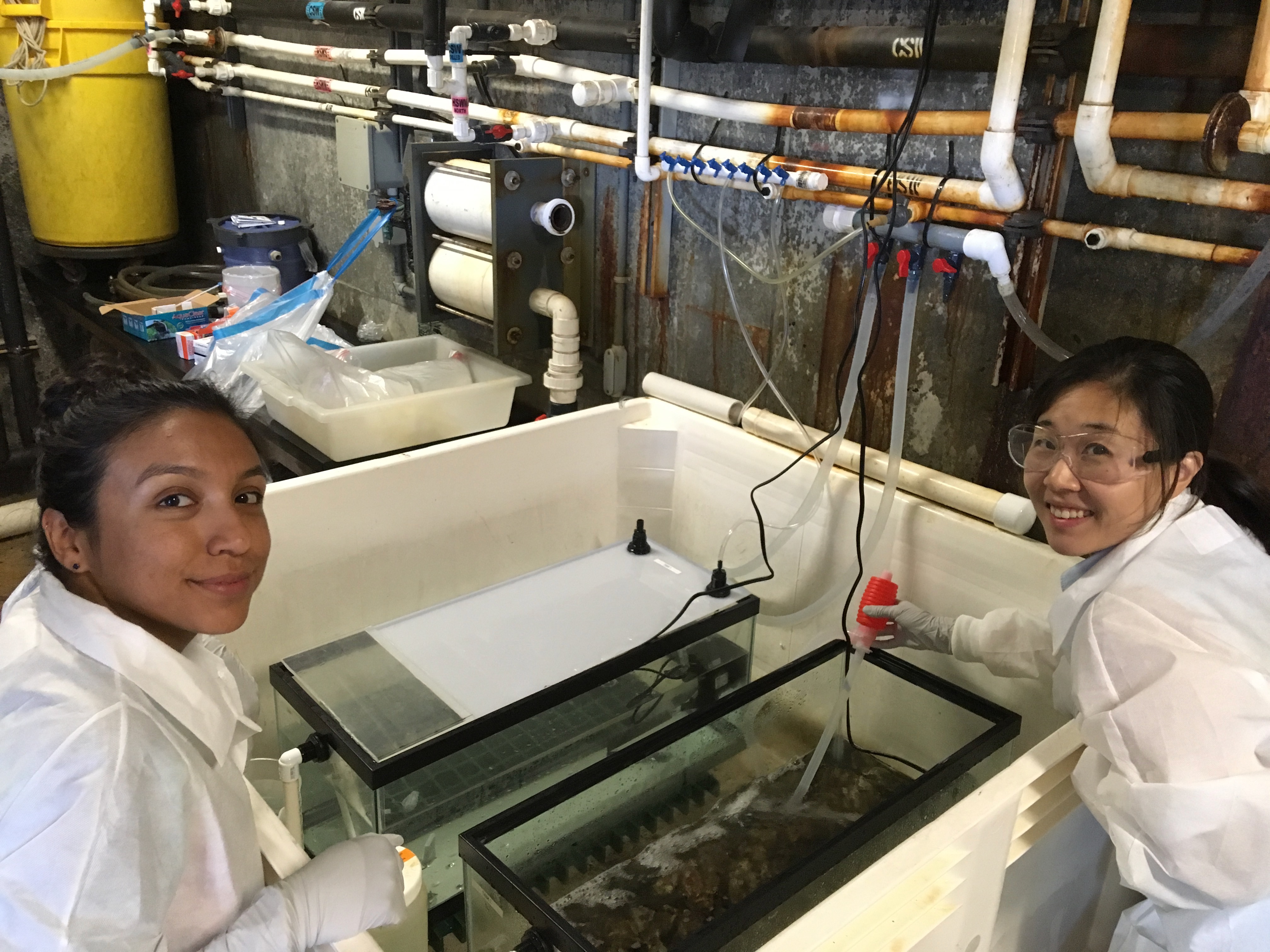 Minji Kim (Postdoc) and Lezlie Rueda (Lab Assistant) are preparing to spike oysters with protozoan parasites (Bodega Marine Laboratory)