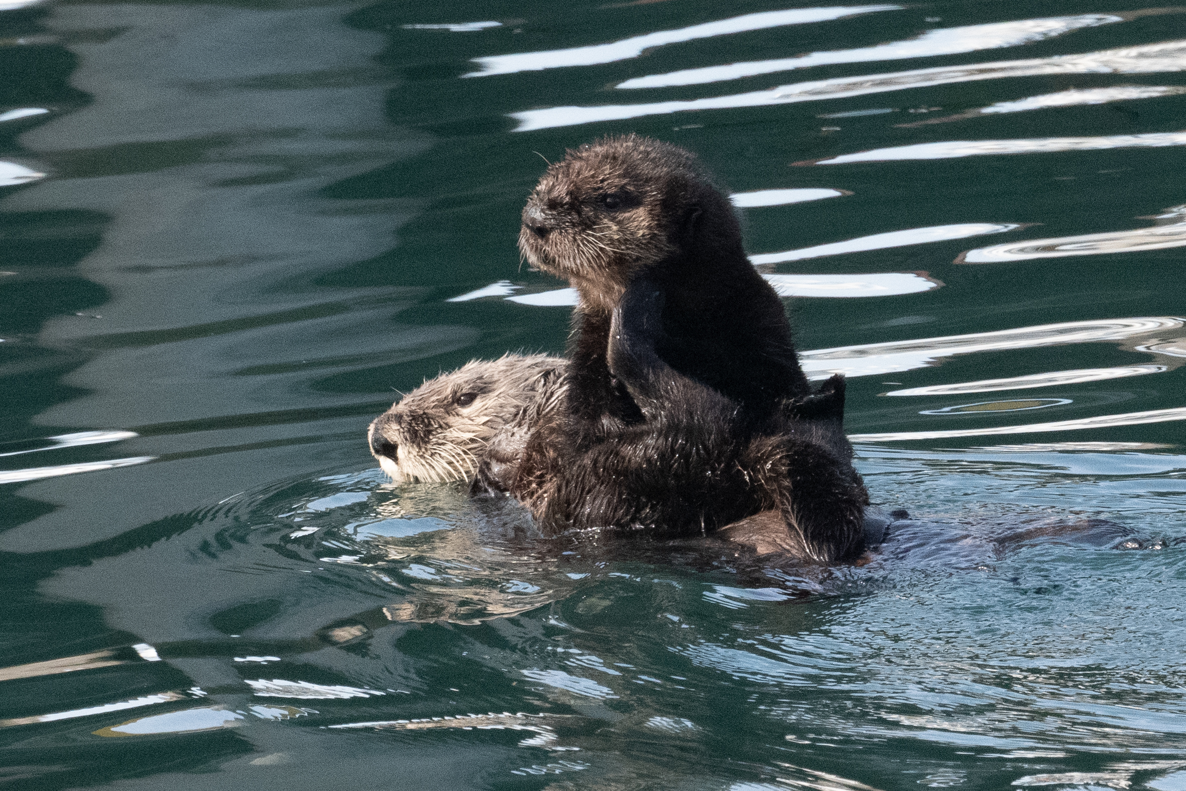 Sea otter mom and pup seen on our first field trip to Morro Bay. Credit: Jonathan Eisen