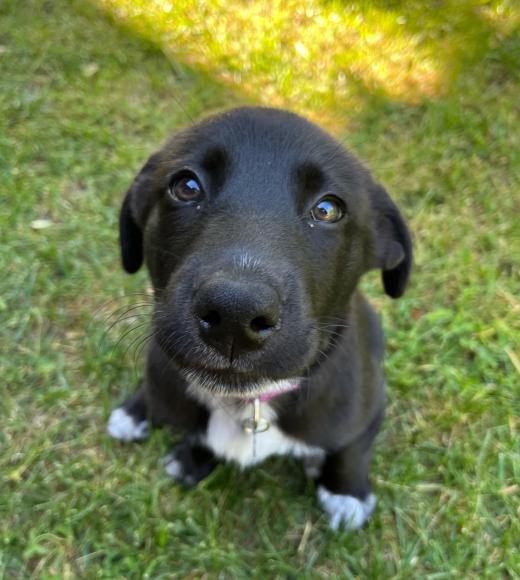 cutest pup ever
