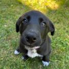 cutest pup ever